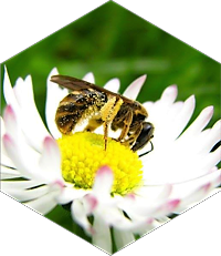 skúsenosti chov včiel